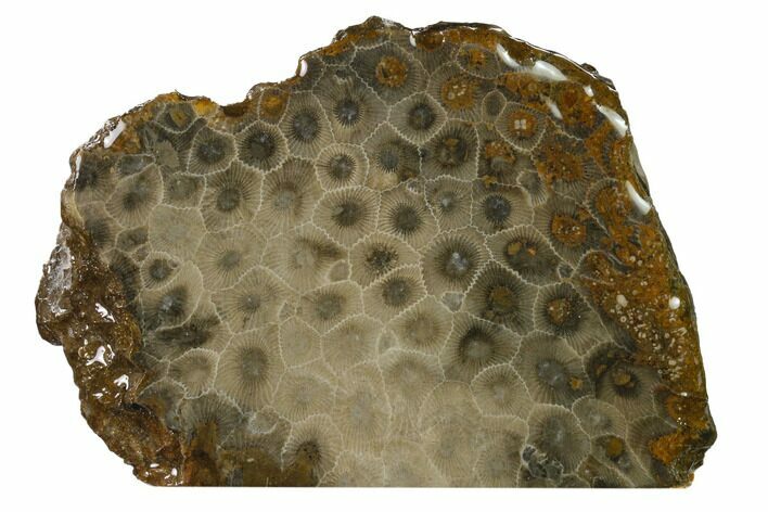 Free-Standing, Petoskey Stone (Fossil Coral) Section - Michigan #160262